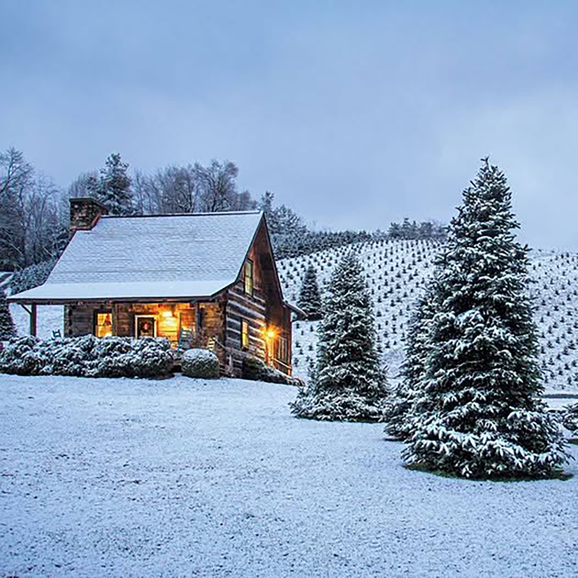 Our Trees – Boyd Mountain Christmas Tree Farm