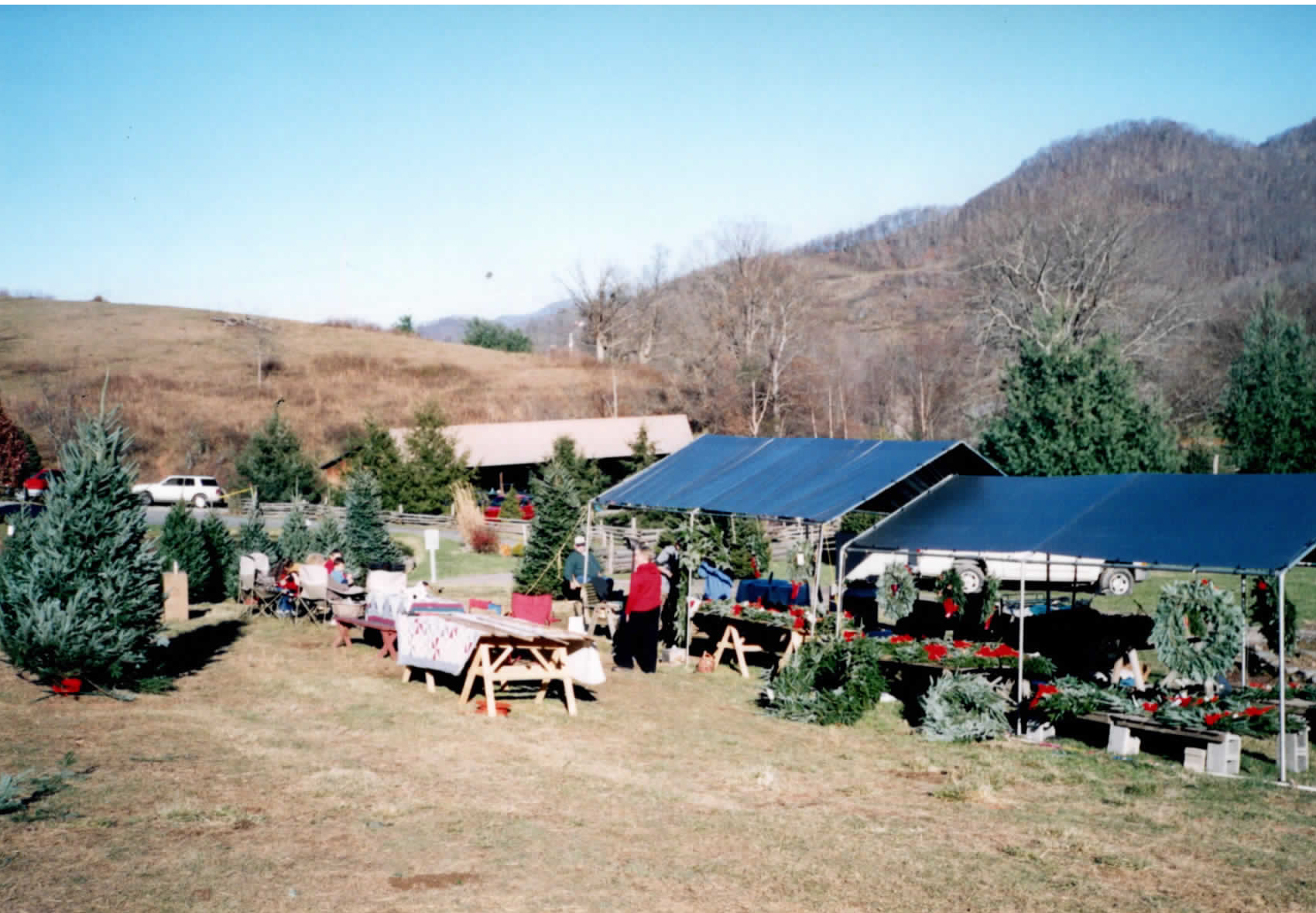 BoydMountainChristmasTreeFarm_scan10