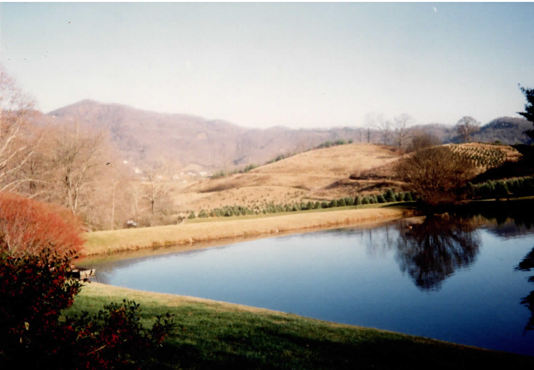 BoydMountainChristmasTreeFarm_scan11