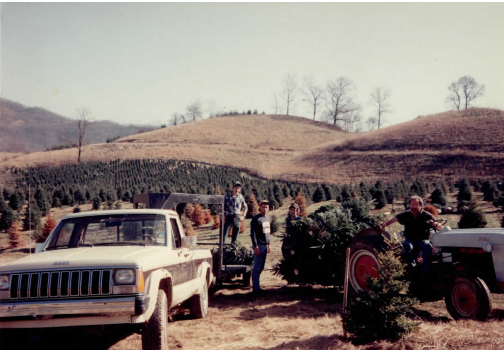 BoydMountainChristmasTreeFarm_scan6