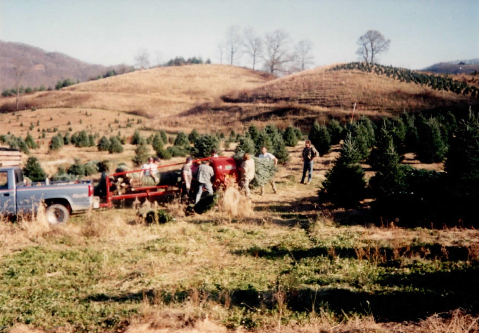 About Us – Boyd Mountain Christmas Tree Farm