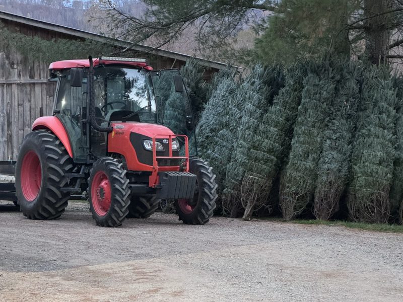 BoydMountainChristmasTreeFarm_new37