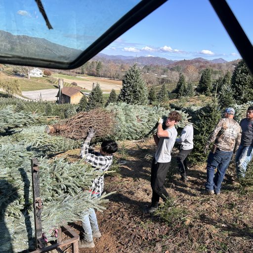 BoydMountainChristmasTreeFarm_new5