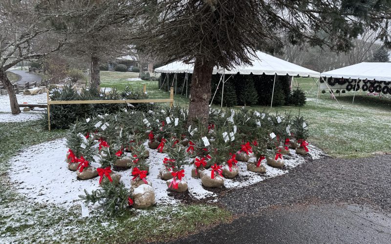 boyd-mountain-christmas-tree-farm-13